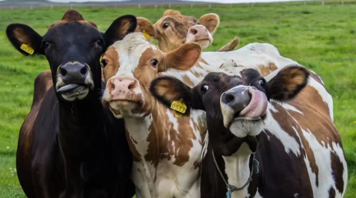 plant-based food and happy cows